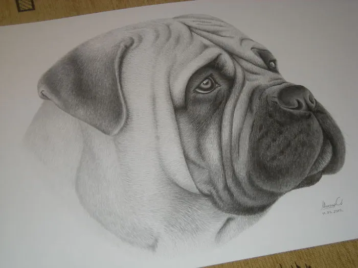 Animal Drawings