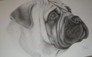Animal Drawings