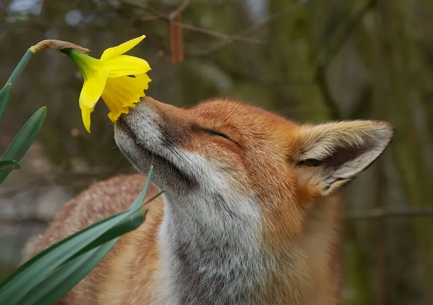 Animals Sniffing Flowers Is The Cutest Thing Ever (20 Pics)