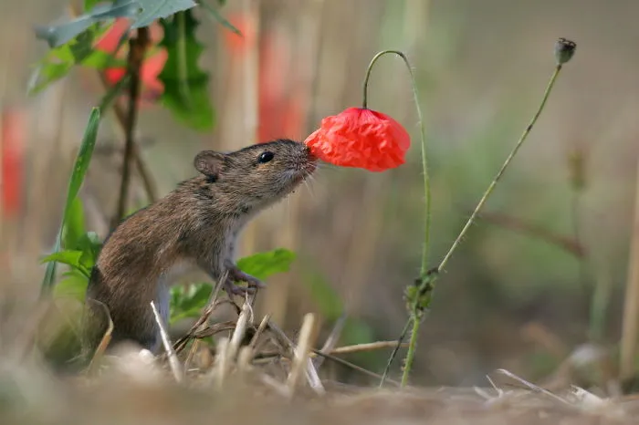 Animals Sniffing Flowers Is The Cutest Thing Ever (20 Pics)