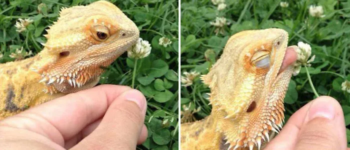 Animals Sniffing Flowers Is The Cutest Thing Ever (20 Pics)