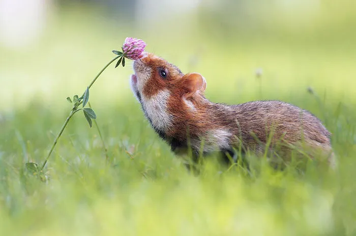 Animals Sniffing Flowers Is The Cutest Thing Ever (20 Pics)