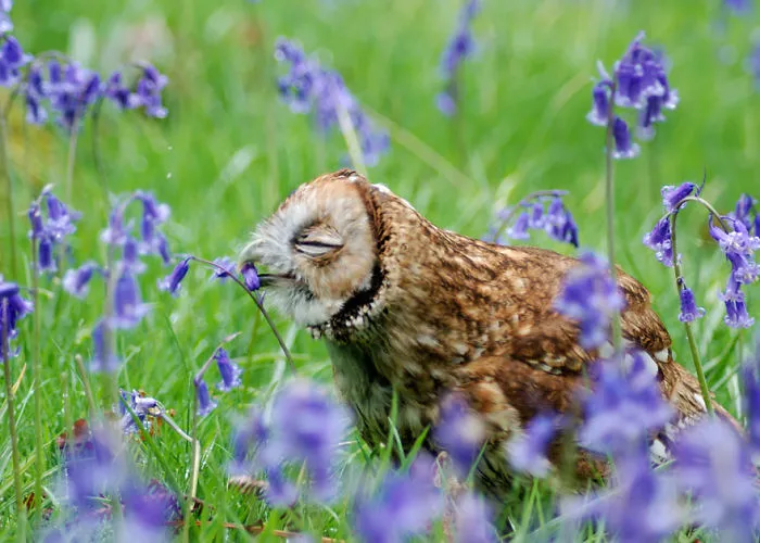 Animals Sniffing Flowers Is The Cutest Thing Ever (20 Pics)