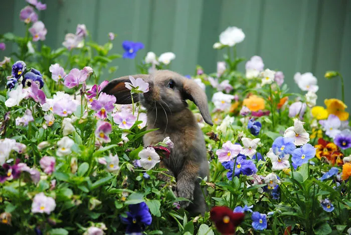 Animals Sniffing Flowers Is The Cutest Thing Ever (20 Pics)