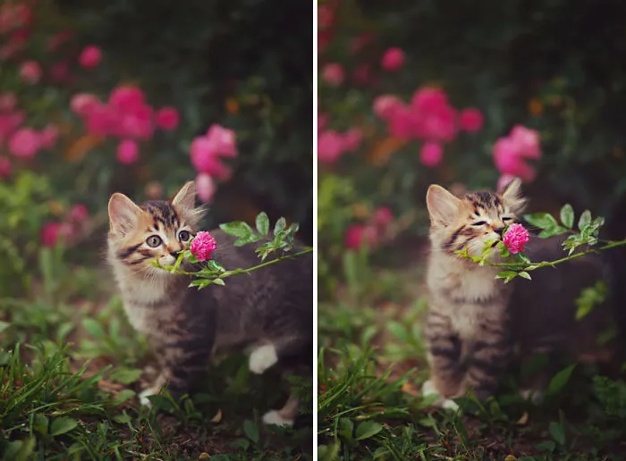 Animals Sniffing Flowers Is The Cutest Thing Ever (20 Pics)