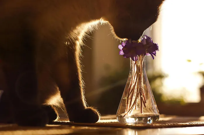 Animals Sniffing Flowers Is The Cutest Thing Ever (20 Pics)
