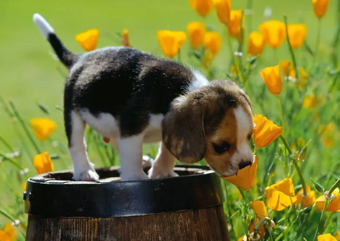 Animals Sniffing Flowers Is The Cutest Thing Ever (20 Pics)