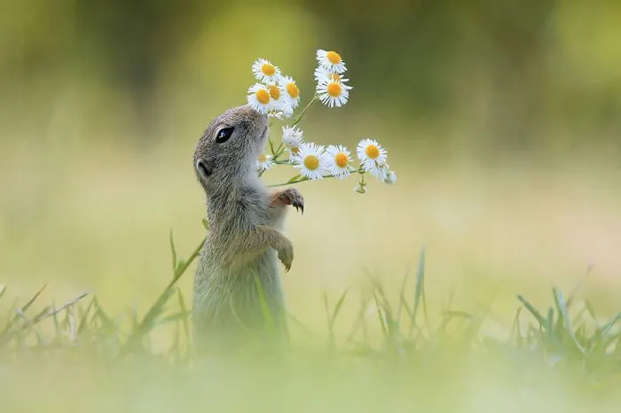 Animals Sniffing Flowers Is The Cutest Thing Ever (20 Pics)