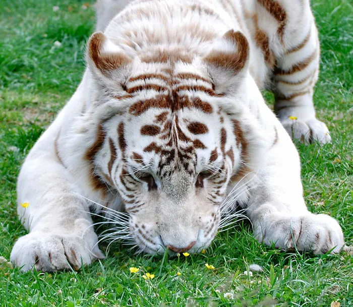 Animals Sniffing Flowers Is The Cutest Thing Ever (20 Pics)