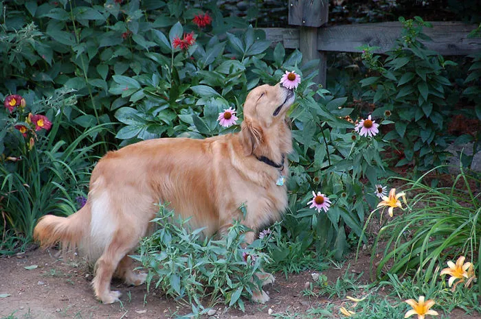 Animals Sniffing Flowers Is The Cutest Thing Ever (20 Pics)