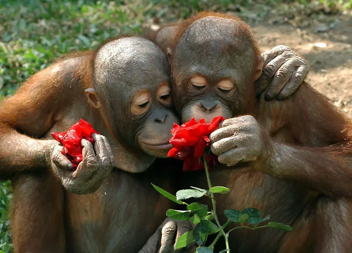 Animals Sniffing Flowers Is The Cutest Thing Ever (20 Pics)