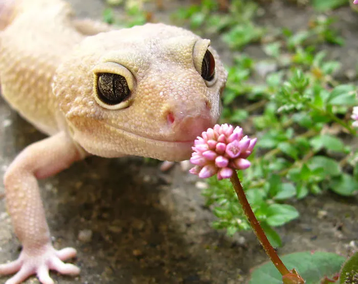 Animals Sniffing Flowers Is The Cutest Thing Ever (20 Pics)
