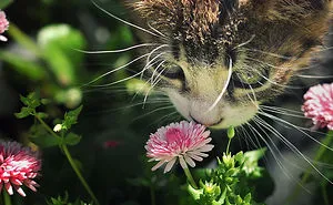 Animals Sniffing Flowers Is The Cutest Thing Ever (20 Pics)