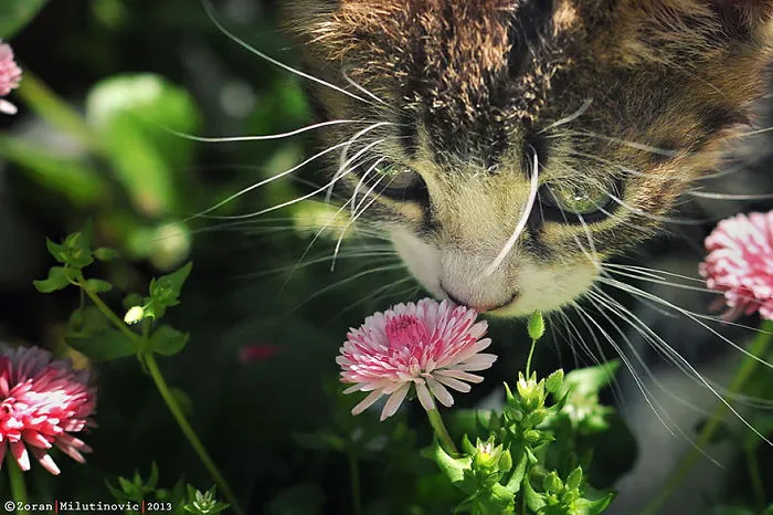 Animals Sniffing Flowers Is The Cutest Thing Ever (20 Pics)