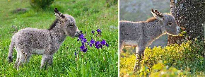 Animals Sniffing Flowers Is The Cutest Thing Ever (20 Pics)