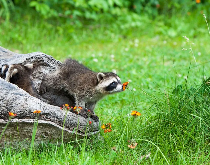 Animals Sniffing Flowers Is The Cutest Thing Ever (20 Pics)
