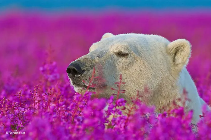 Animals Sniffing Flowers Is The Cutest Thing Ever (20 Pics)