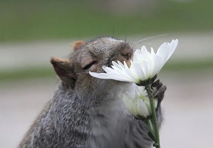 Animals Sniffing Flowers Is The Cutest Thing Ever (20 Pics)