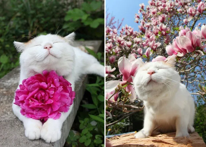 Animals Sniffing Flowers Is The Cutest Thing Ever (20 Pics)