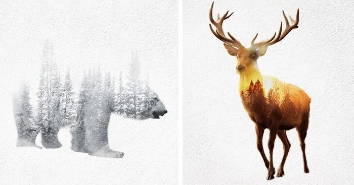 Double Exposure GIFs Of Wild Animals Show How Humans Destroy Their Habitats