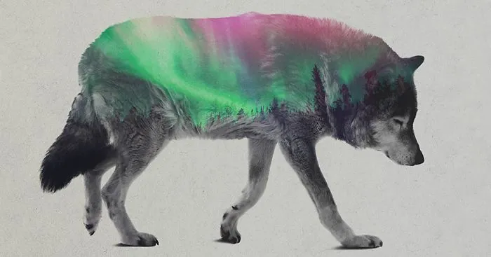 Double Exposure Portraits Of Animals In The Aurora Borealis