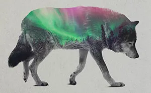 Double Exposure Portraits Of Animals In The Aurora Borealis
