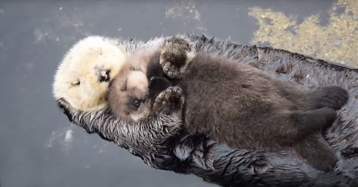 Day Old Otter Pup Falls Asleep On Its Floating Mother's Belly