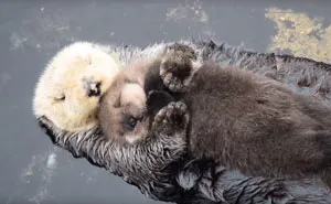 Day Old Otter Pup Falls Asleep On Its Floating Mother's Belly