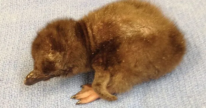Cincinnati Zoo Names Its Newest Baby Penguin "Bowie"