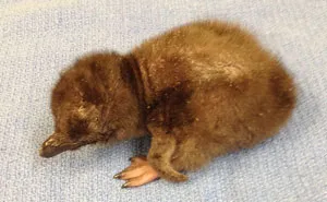 Cincinnati Zoo Names Its Newest Baby Penguin "Bowie"