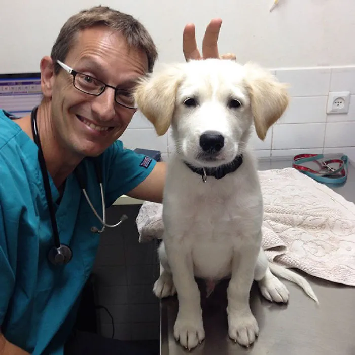 The Pup Is Not Amused By His Veterinarian