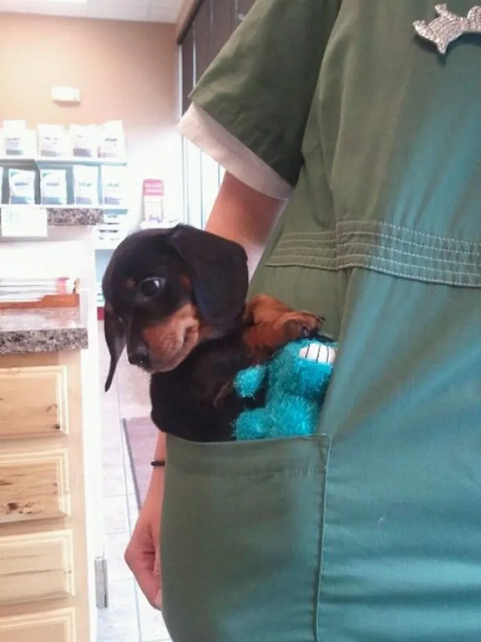 My Friend Works At A Vet Clinic