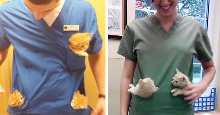 51 Benefits Of Working At An Animal Hospital