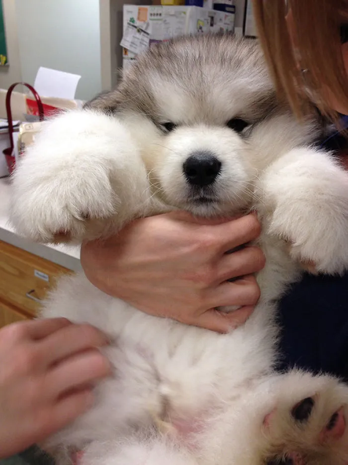 Fluffy Malamute Puppy