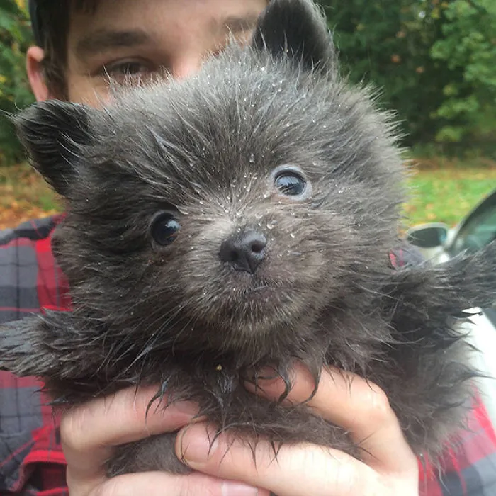 Wally The Bear Dog