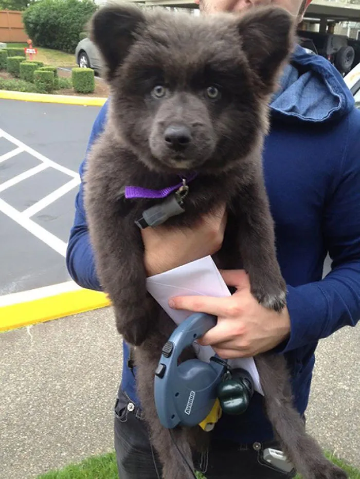 German Shepherd/Akita/Corgi Puppies Are Practically Domesticated Bear Cubs