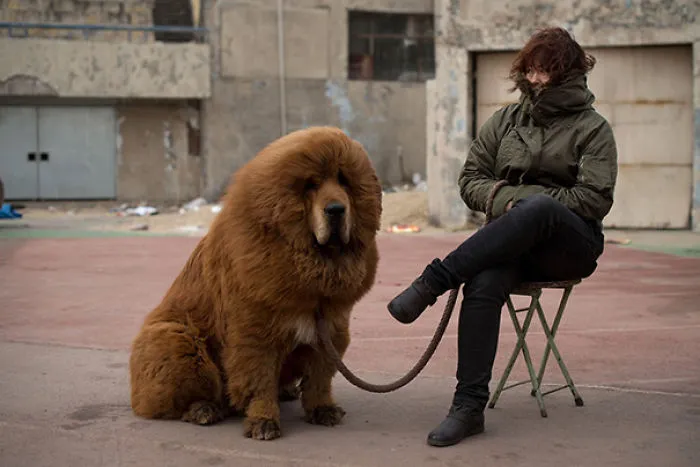 Bear Dog
