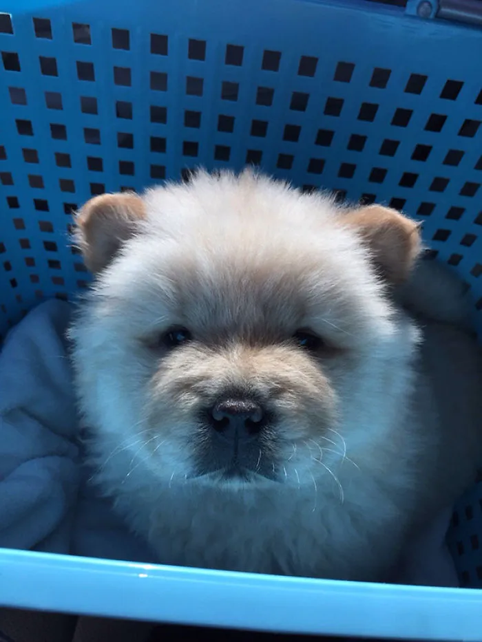 Meet My Teddy Bear Dog, Mufasa