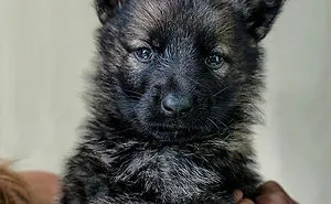 85 Dogs That Look Like Teddy Bears