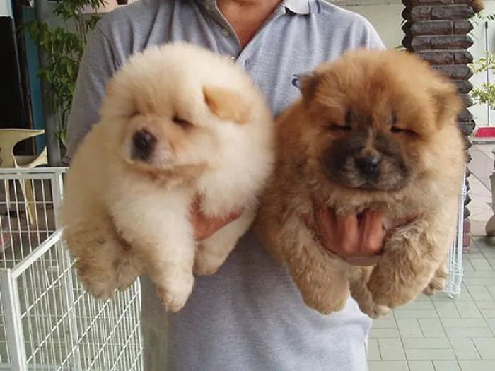 I Will Chow Chow You To Sleep