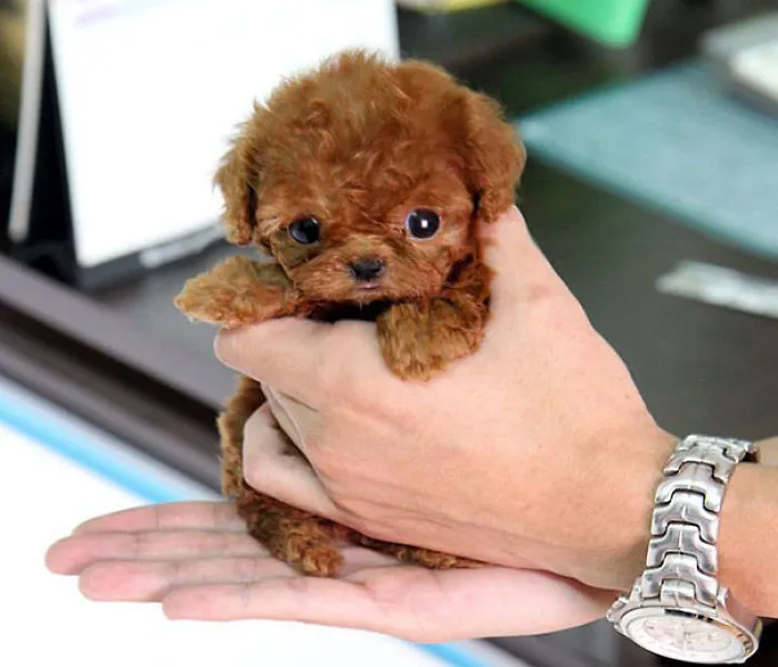 Teacup Toy Poodle