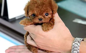 85 Dogs That Look Like Teddy Bears