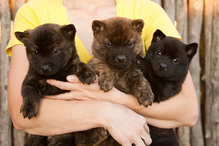 Kai Ken Haru Puppies