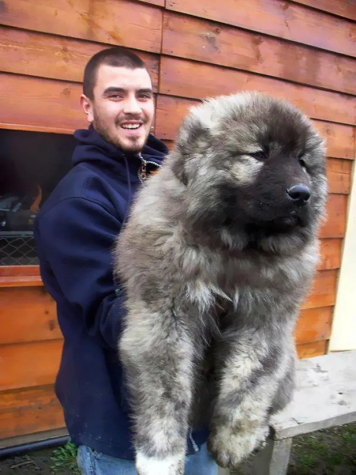 Caucasian Shepherd Puppy