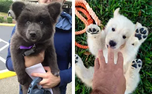 85 Dogs That Look Like Teddy Bears