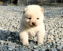 Don't Know If I'm A Bear Or A Dog, But I Know I'm Cute