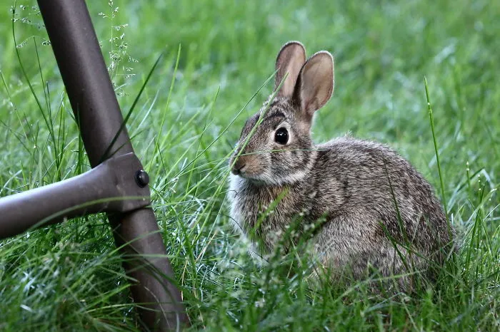 Bunny