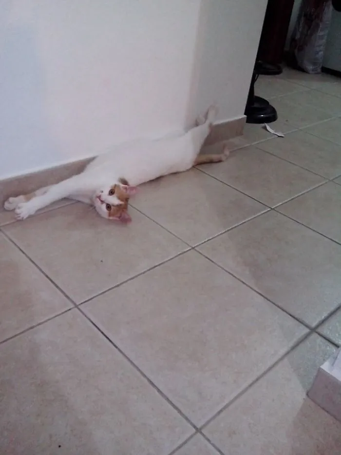 Invisible Cat