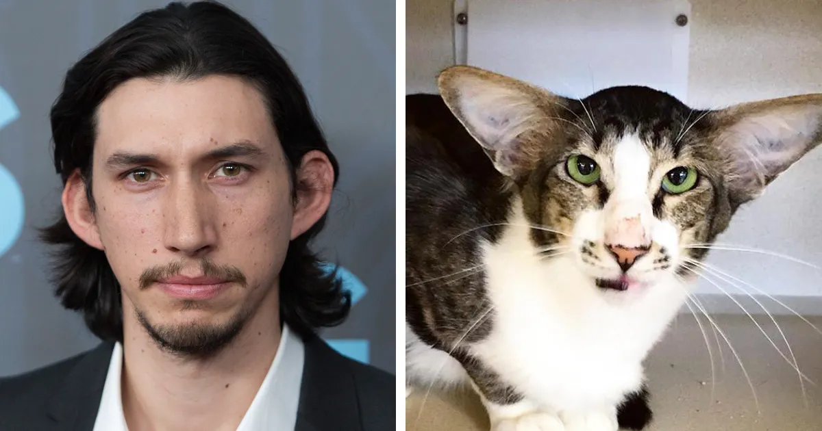 Shelter Cat That Looks Like Adam Driver From Star Wars Finally Adopted