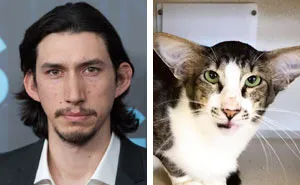 Shelter Cat That Looks Like Adam Driver From Star Wars Finally Adopted
